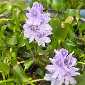 This is a bundle, so please don’t purchase if not for you